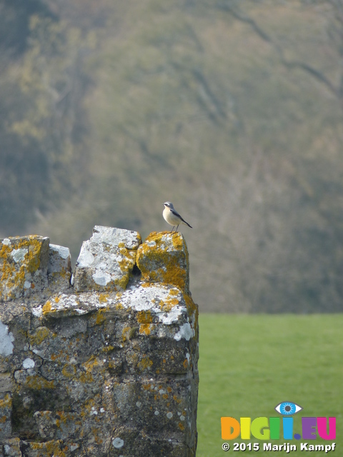 FZ012190 Wheatear (Oenanthe oenanthe) on wall